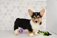 AKC Guss , a male Pembroke Welsh Corgi for sale in Middlebury, IN – Photo 1 of 7