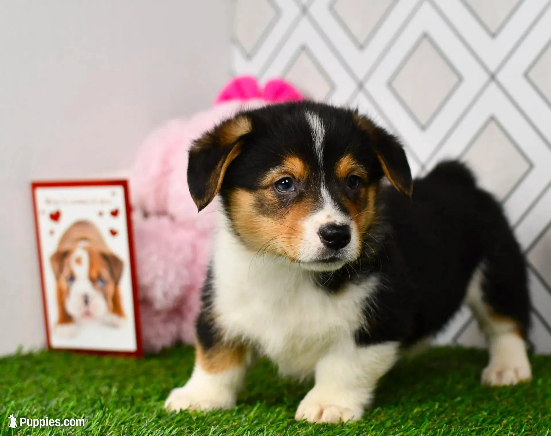 AKC Guss , a male Pembroke Welsh Corgi for sale in Middlebury, IN – Photo 5 of 7