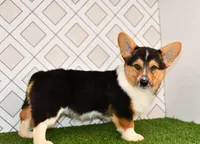 AKC Guss , a male Pembroke Welsh Corgi for sale in Middlebury, IN – Photo 2 of 7