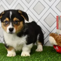 AKC Guss , a male Pembroke Welsh Corgi for sale in Middlebury, IN – Photo 6 of 7