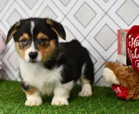 Guss , a male Pembroke Welsh Corgi for sale in Middlebury, IN – Photo 5 of 6