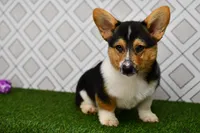 AKC Guss , a male Pembroke Welsh Corgi for sale in Middlebury, IN – Photo 3 of 7