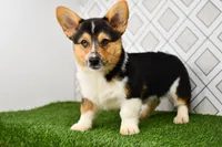 AKC Guss , a male Pembroke Welsh Corgi for sale in Middlebury, IN – Photo 1 of 7