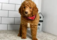 Sandie, a female Miniature Goldendoodle for sale in Middlebury, IN – Photo 3 of 8