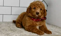 Sandie, a female Miniature Goldendoodle for sale in Middlebury, IN – Photo 1 of 8