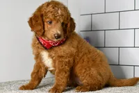Sandie, a female Miniature Goldendoodle for sale in Middlebury, IN – Photo 5 of 8