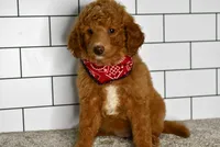 Sandie, a female Miniature Goldendoodle for sale in Middlebury, IN – Photo 6 of 8