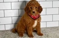 Sandie, a female Miniature Goldendoodle for sale in Middlebury, IN – Photo 2 of 8