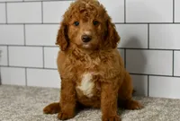 Sandie, a female Miniature Goldendoodle for sale in Middlebury, IN – Photo 4 of 8