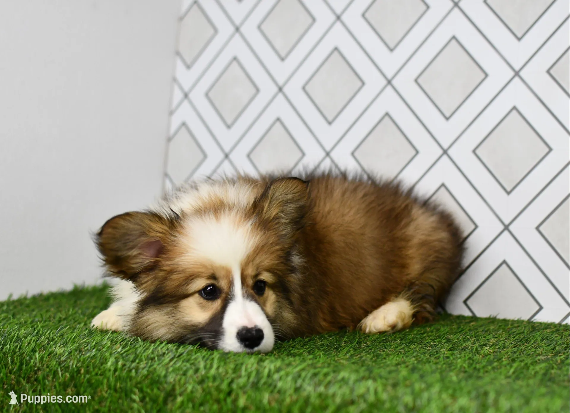 (Champion Bloodline) Luna, a female Pembroke Welsh Corgi for sale in Middlebury, IN – Photo 3 of 7