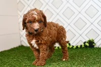 Knox, a male Cavapoo for sale in Middlebury, IN – 7 of 8