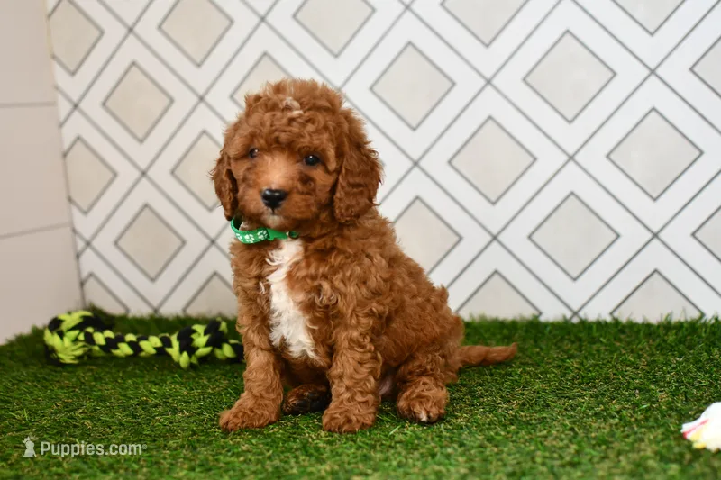 Rolo  – Cavapoo puppy for sale in Middlebury, IN