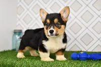 Gabe, a male Pembroke Welsh Corgi for sale in Middlebury, IN – Photo 1 of 6
