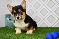 Gabe, a male Pembroke Welsh Corgi for sale in Middlebury, IN – Photo 2 of 6