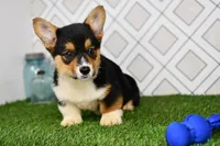 Gabe, a male Pembroke Welsh Corgi for sale in Middlebury, IN – Photo 6 of 6