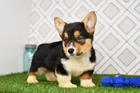 Gabe, a male Pembroke Welsh Corgi for sale in Middlebury, IN – Photo 5 of 6