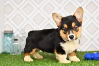 Gabe, a male Pembroke Welsh Corgi for sale in Middlebury, IN – Photo 4 of 6