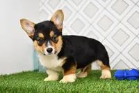 Gabe, a male Pembroke Welsh Corgi for sale in Middlebury, IN – Photo 3 of 6