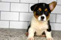 Maranda, a female Pembroke Welsh Corgi for sale in Middlebury, IN – Photo 4 of 7