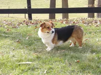 Maranda, a female Pembroke Welsh Corgi for sale in Middlebury, IN – Photo 6 of 7