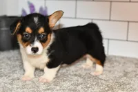 Maranda, a female Pembroke Welsh Corgi for sale in Middlebury, IN – Photo 1 of 7