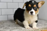 Maranda, a female Pembroke Welsh Corgi for sale in Middlebury, IN – Photo 3 of 7