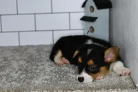 Maranda, a female Pembroke Welsh Corgi for sale in Middlebury, IN – Photo 5 of 7