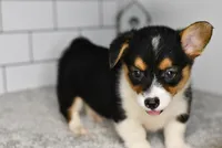 Maranda, a female Pembroke Welsh Corgi for sale in Middlebury, IN – Photo 2 of 7