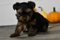 Axle, a male Yorkshire Terrier for sale in Los Angeles, CA – 7 of 9