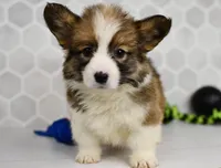 (Champion Bloodline) Atlas, a male Pembroke Welsh Corgi for sale in Middlebury, IN – Photo 3 of 5