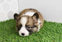Atlas, a male Pembroke Welsh Corgi for sale in Middlebury, IN – Photo 5 of 5