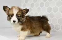 (Champion Bloodline) Atlas, a male Pembroke Welsh Corgi for sale in Middlebury, IN – Photo 2 of 5