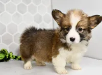 (Champion Bloodline) Atlas, a male Pembroke Welsh Corgi for sale in Middlebury, IN – Photo 1 of 5