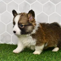 (Champion Bloodline) Atlas, a male Pembroke Welsh Corgi for sale in Middlebury, IN – Photo 5 of 5