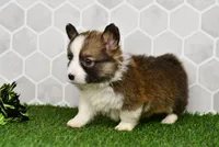Atlas, a male Pembroke Welsh Corgi for sale in Middlebury, IN – Photo 3 of 5