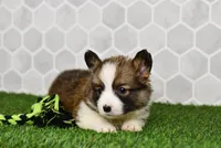 Atlas, a male Pembroke Welsh Corgi for sale in Middlebury, IN – Photo 2 of 5