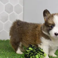 (Champion Bloodline) Atlas, a male Pembroke Welsh Corgi for sale in Middlebury, IN – Photo 4 of 5