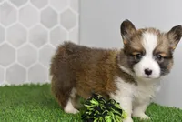 Atlas, a male Pembroke Welsh Corgi for sale in Middlebury, IN – Photo 1 of 5