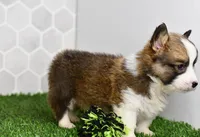 Atlas, a male Pembroke Welsh Corgi for sale in Middlebury, IN – Photo 4 of 5