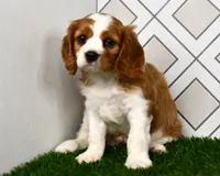 Sarge , a male Cavalier King Charles Spaniel for sale in Middlebury, IN – 5 of 6
