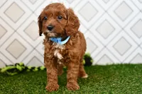 Wade, a male Cavapoo for sale in Middlebury, IN – 4 of 4