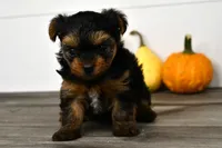 Axle, a male Yorkshire Terrier for sale in Los Angeles, CA – 9 of 9