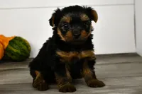 Asia, a male Yorkshire Terrier for sale in Los Angeles, CA – 7 of 9