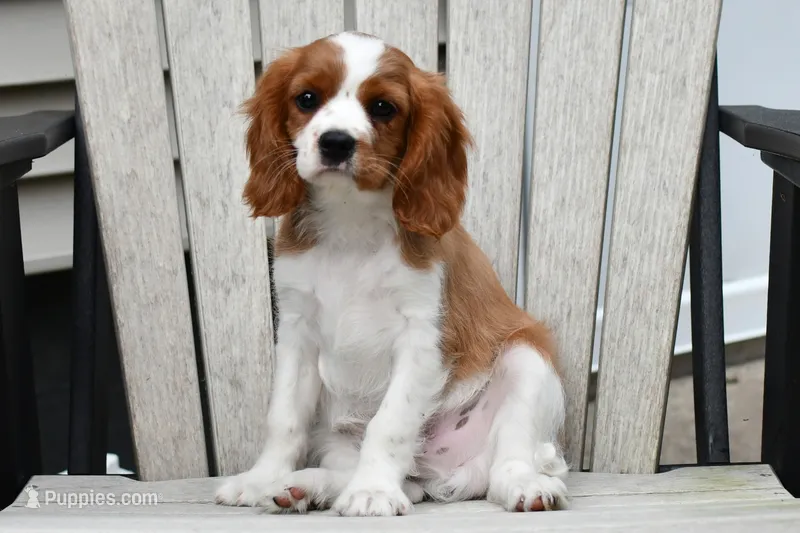 Sarge  – Cavalier King Charles Spaniel puppy for sale in Middlebury, IN