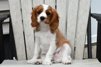 Sarge (message for video), a male Cavalier King Charles Spaniel for sale in Middlebury, IN – 1 of 6