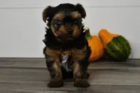 Axle, a male Yorkshire Terrier for sale in Los Angeles, CA – 6 of 9