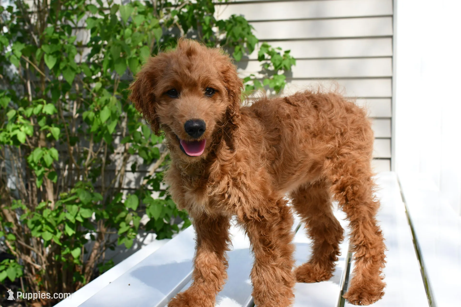 Dusty, a male Miniature Goldendoodle for sale in Middlebury, IN – 2 of 5