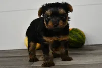 Asia, a male Yorkshire Terrier for sale in Los Angeles, CA – 8 of 9