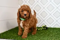 Rolo , a male Cavapoo for sale in Middlebury, IN – 2 of 8