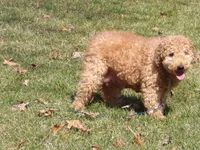 Joy, a female Miniature Goldendoodle for sale in Middlebury, IN – Photo 5 of 6